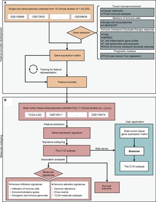 Transcriptomic Analysis Identified Two Subtypes of Brain Tumor Characterized by Distinct Immune Infiltration and Prognosis